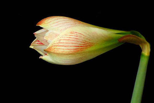 Amaryllis