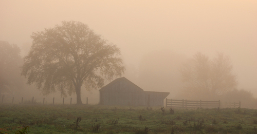 Autumn Mist-1