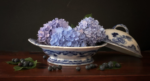 Blue Hydrangeas