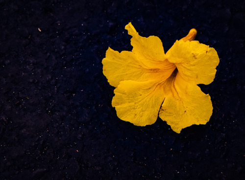 Yellow Beauty