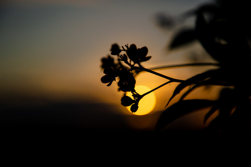 Glorious Sunset