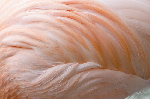 Soft