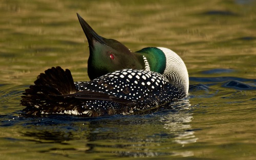Loon Beauty