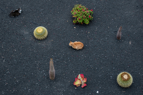 Game with cats