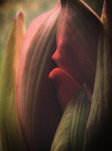Amaryllis