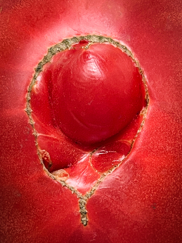 Tomato #1