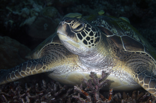 Sea Turtle Portrait