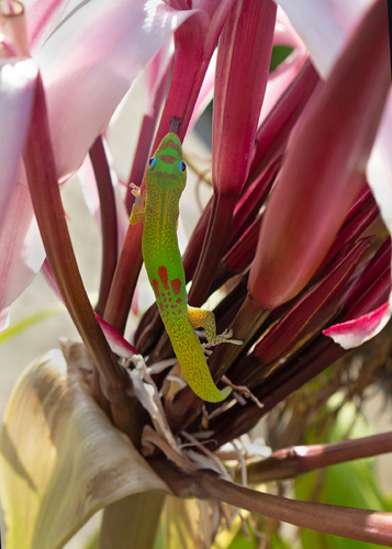 Anole on Amaryllis
