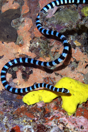 Banded Sea Snake beauty