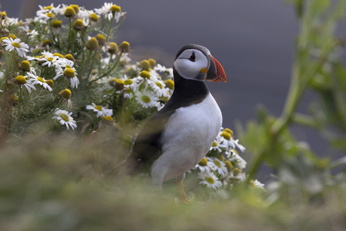 Puffin in Flowers