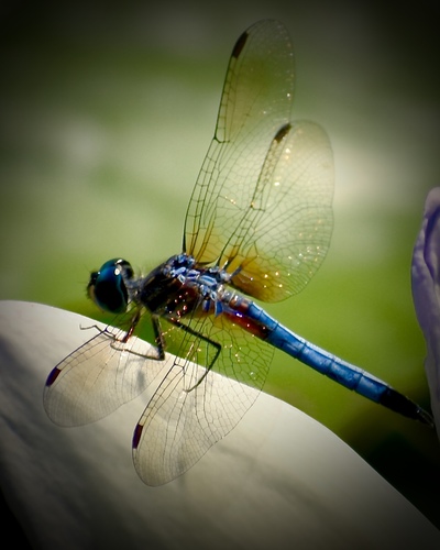 Dragonfly 2