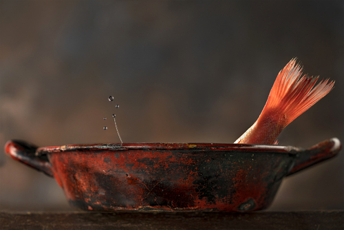 A Fish's Tale
