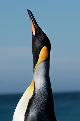 King Penguin