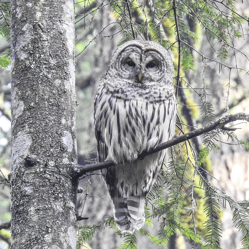 Barred Owl