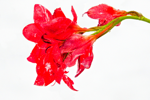 Blood Red