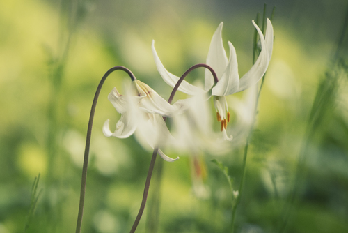 Fawn Lily