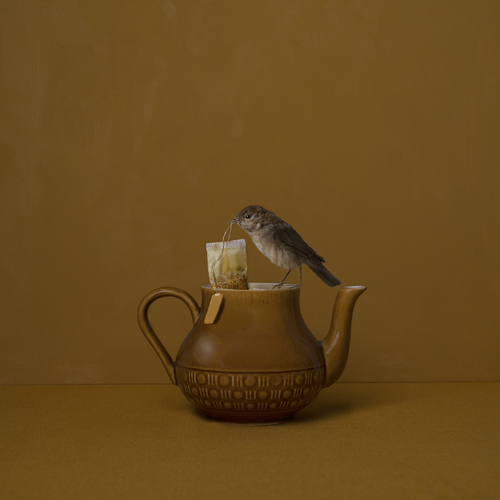 Nightingale 