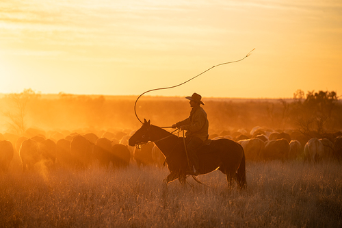 Droving