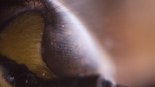 Study of a Wasp I