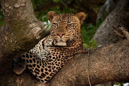 Winking Leopard