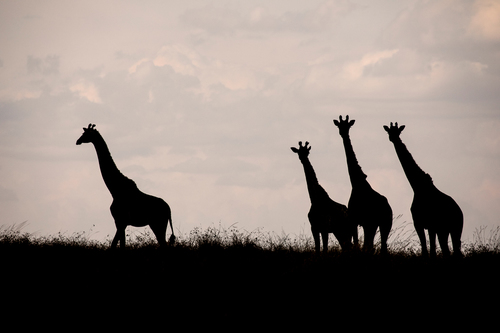 Tower of Giraffes