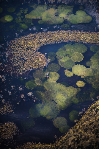 Aquatic Algae