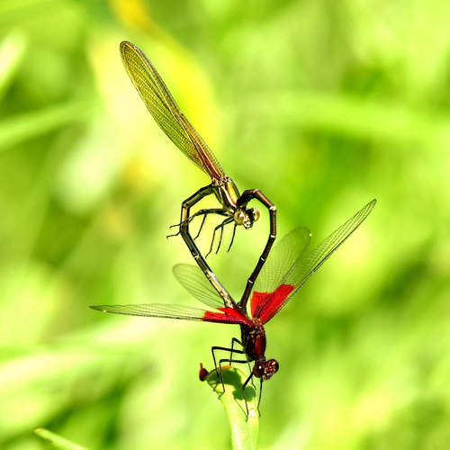 Rubyspot Damselfly Heart