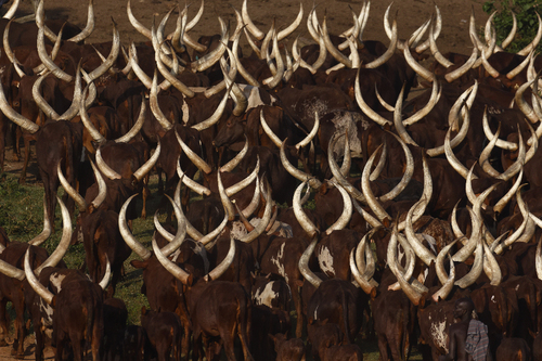 Vacas Ugandesas