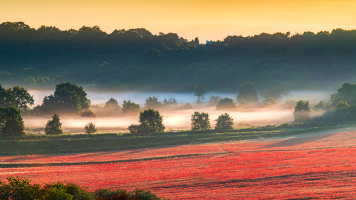 Wildflower Sunrise