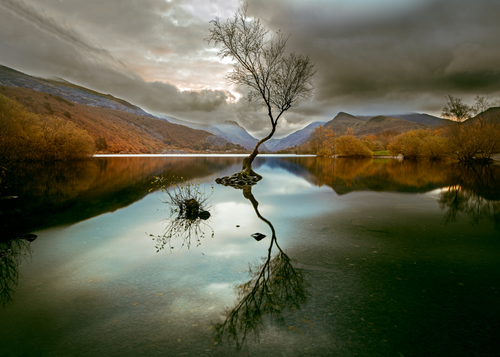 The Lone Tree