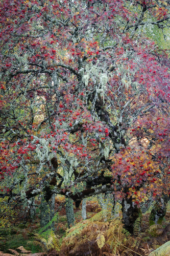 Rowans Fall
