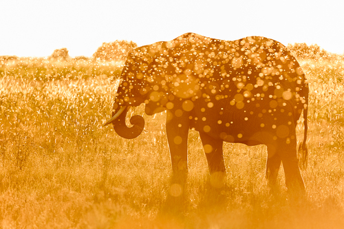 Cote d'Or Elephant