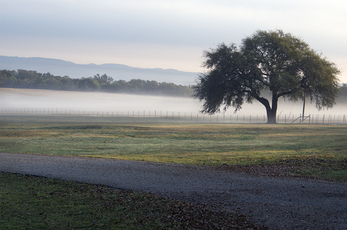 Lone Tree