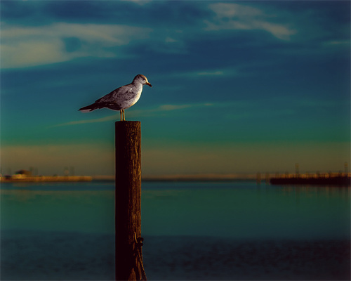 Winter Gull