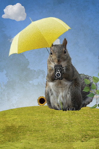 Squirrel Paparazzi