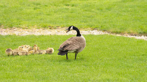 Goslings Wait for Mother Gooses Orders