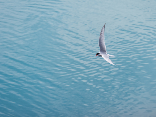 The flight of the arctic tern.
