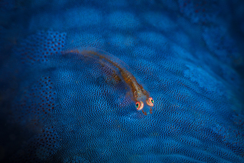 Mimetism(macro)