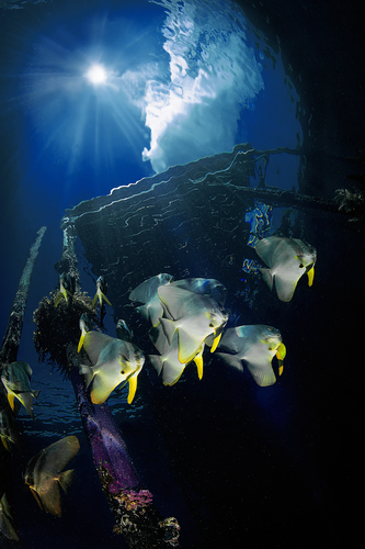 Group of platax