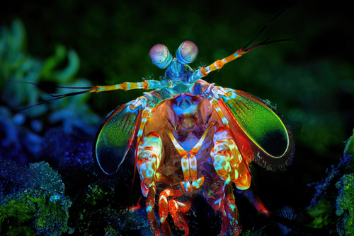 Mantis Shrimp