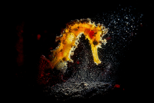 Yellow seahorse
