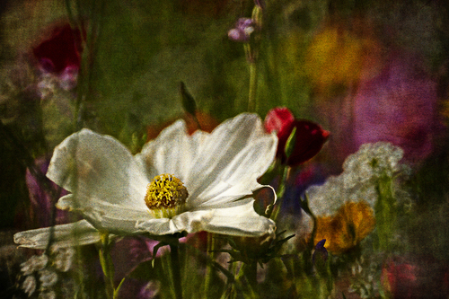 Wild Meadow Still-life
