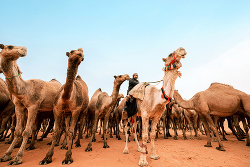 The Camel's King