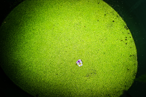 Bathing flower