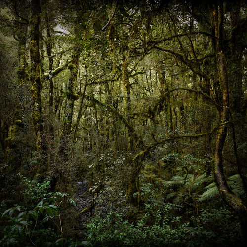 Rainforest