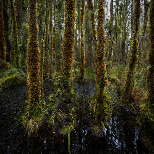 Swamp Forest
