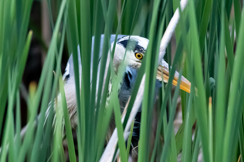 Eyes Peeled