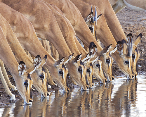 Black-faced Impala
