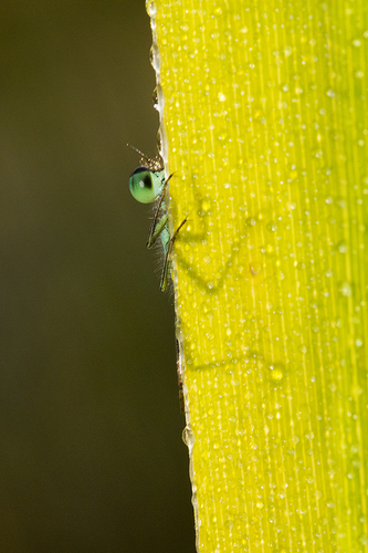Damsel Fly