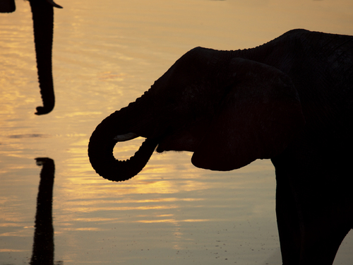 Elephant Silhouette